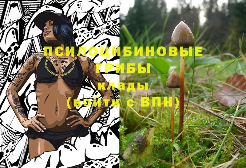 hydra   Козьмодемьянск  Псилоцибиновые грибы Psilocybe 